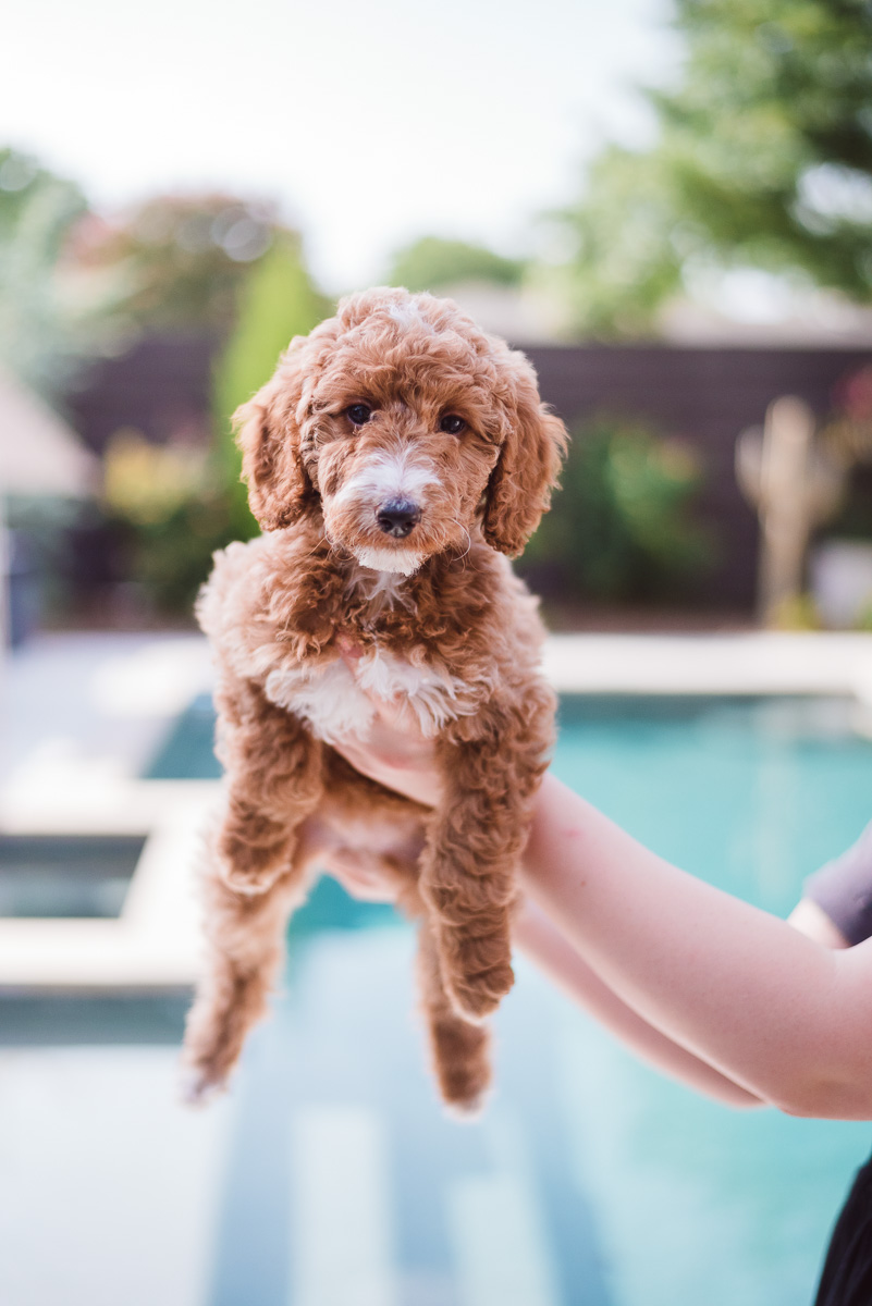 Red AKC Standard Poodle puppy
