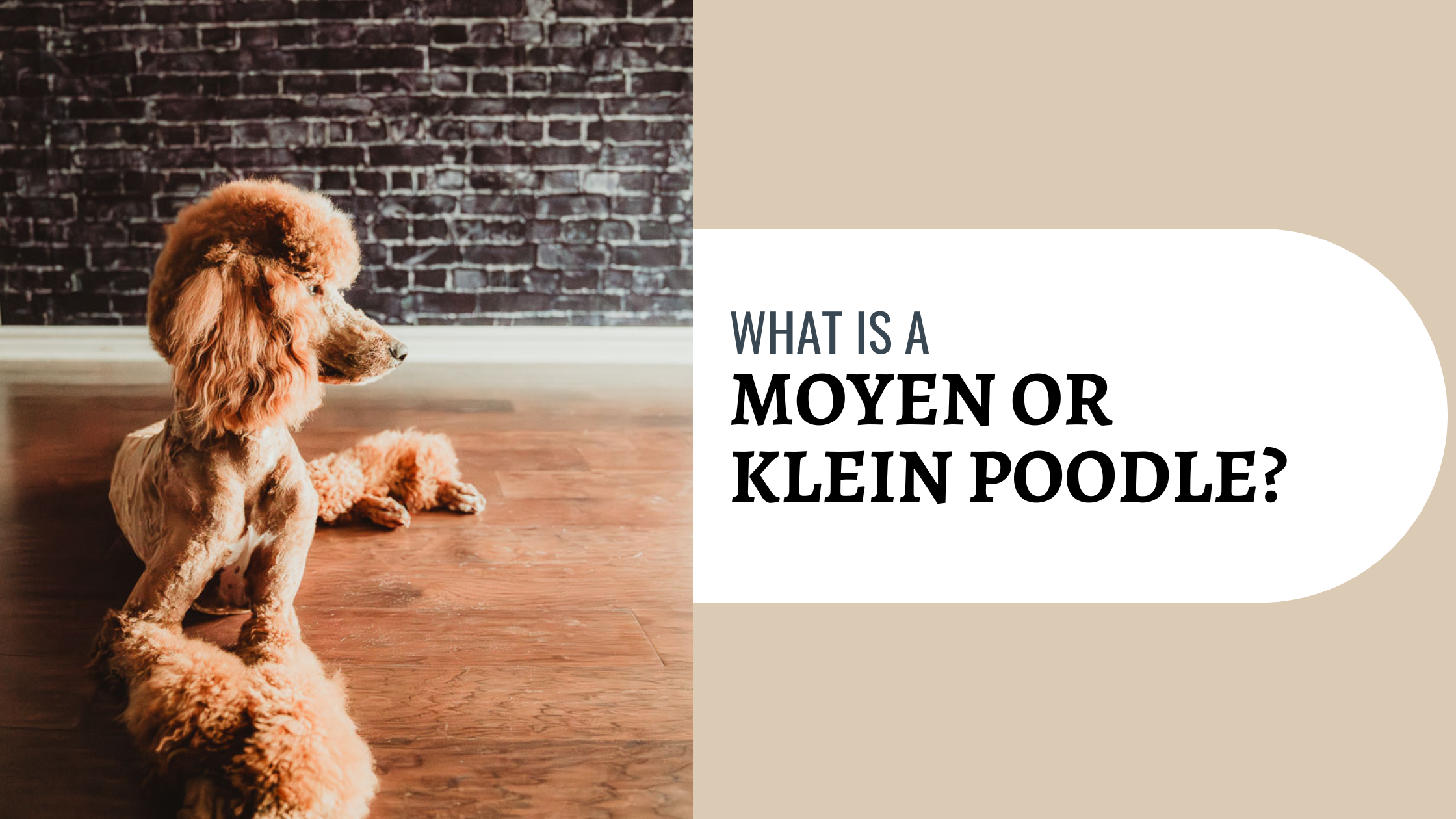 Blog post banner about Moyen or Klein Poodle explained