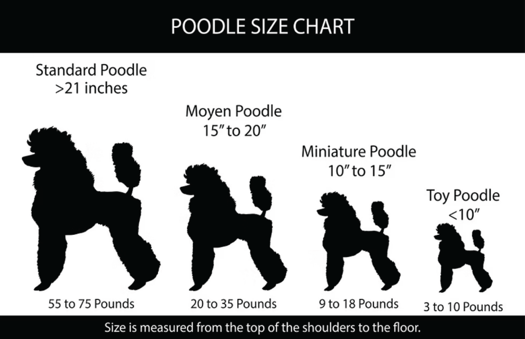 Poodle Size Chart for Standard Poodle, Moyen Poodle, Miniature Poodle, and Toy Poodle