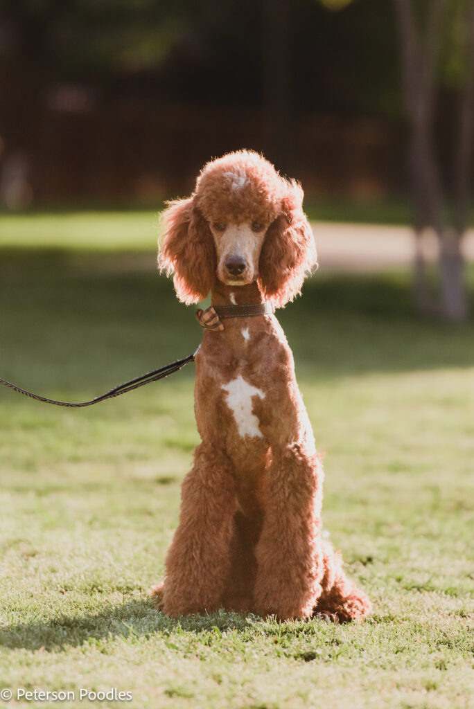 Red Abstract Moyen Poodle