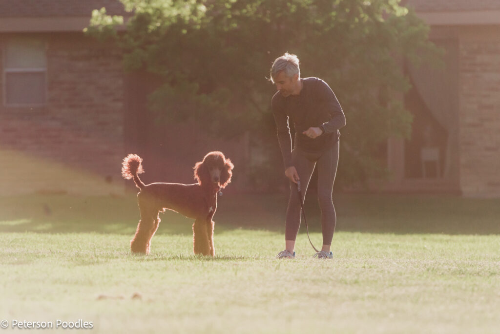 A Red Abstract Moyen Poodle playing in the park with their owner.