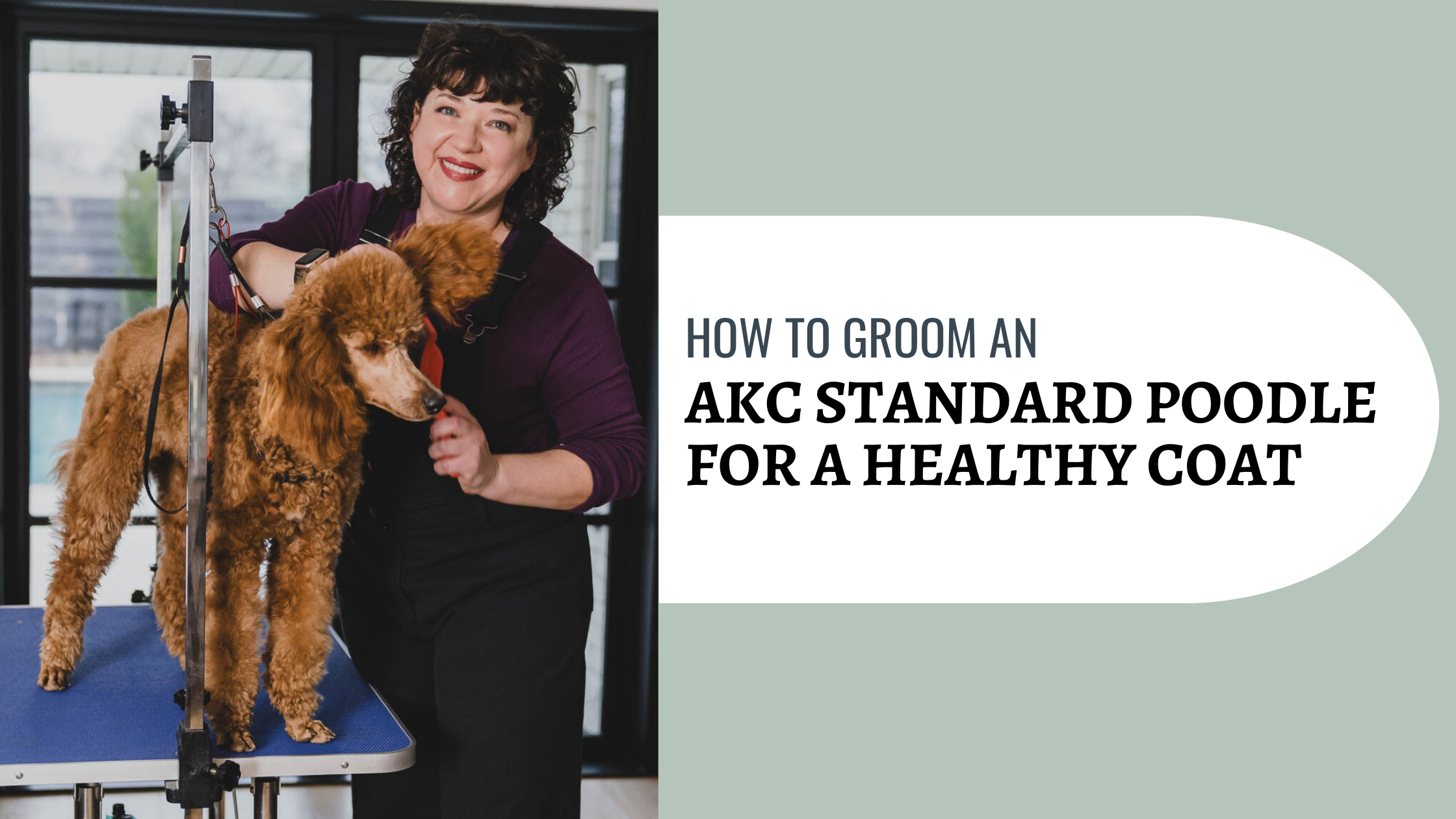 How to Groom an AKC Standard Poodle for a Healthy Coat