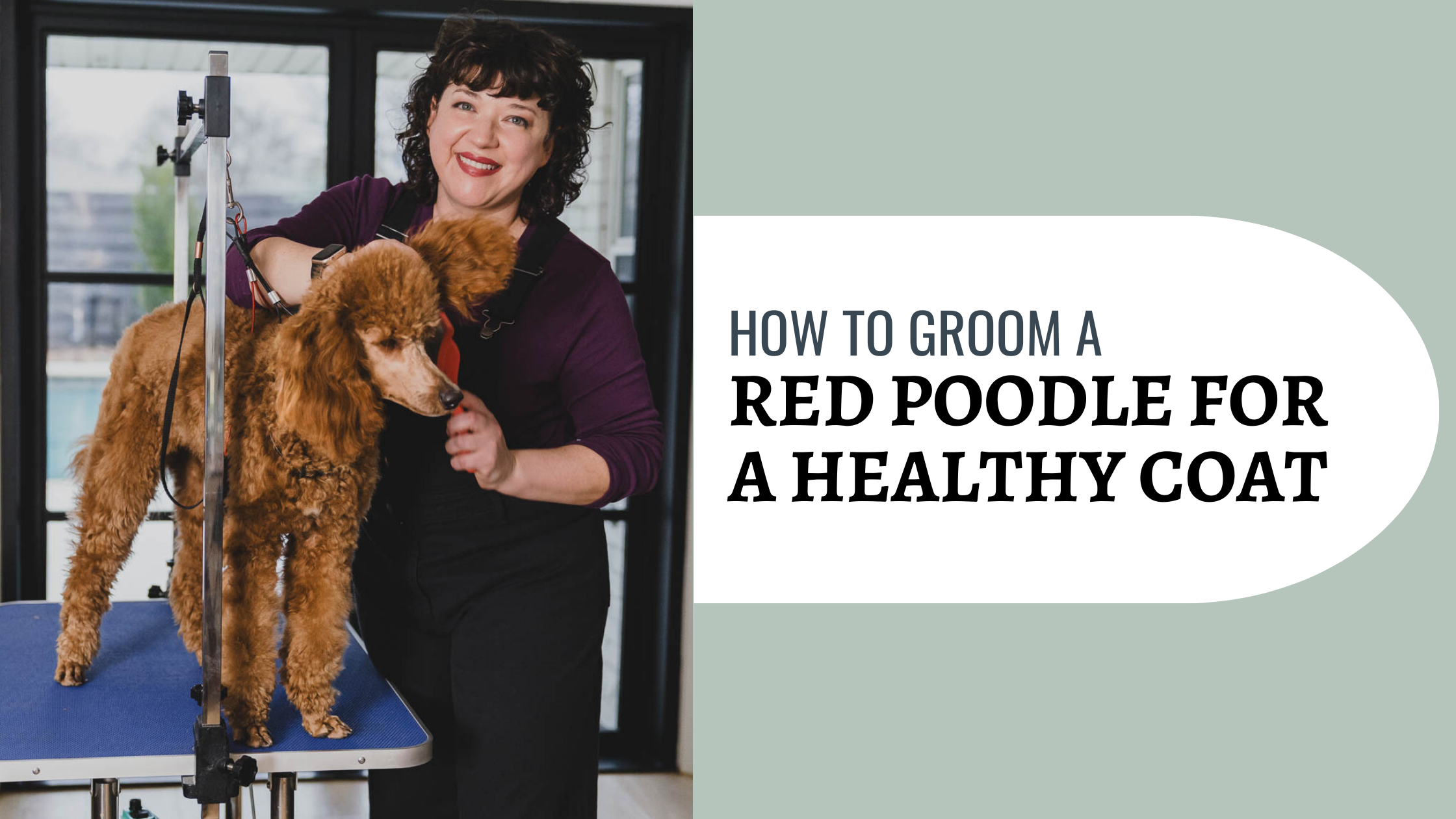 Picture of Standard Poodle Grooming 101: Tips & Tools for a Healthy, Beautiful ...