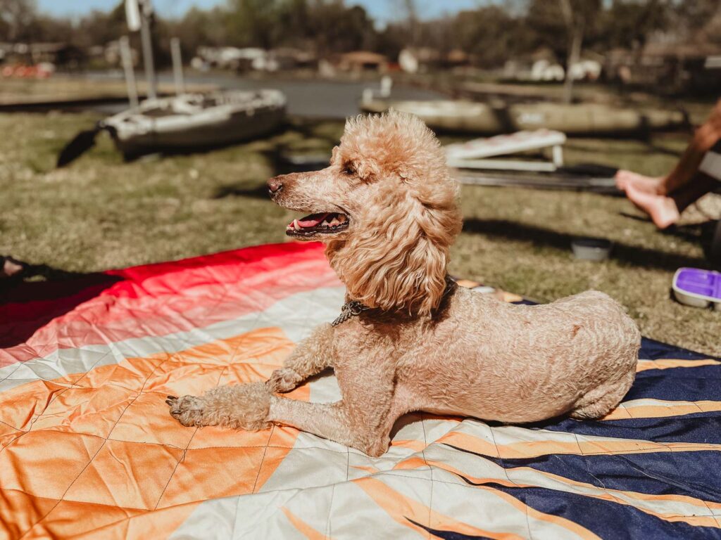 AKC Standard Poodle on a picnic