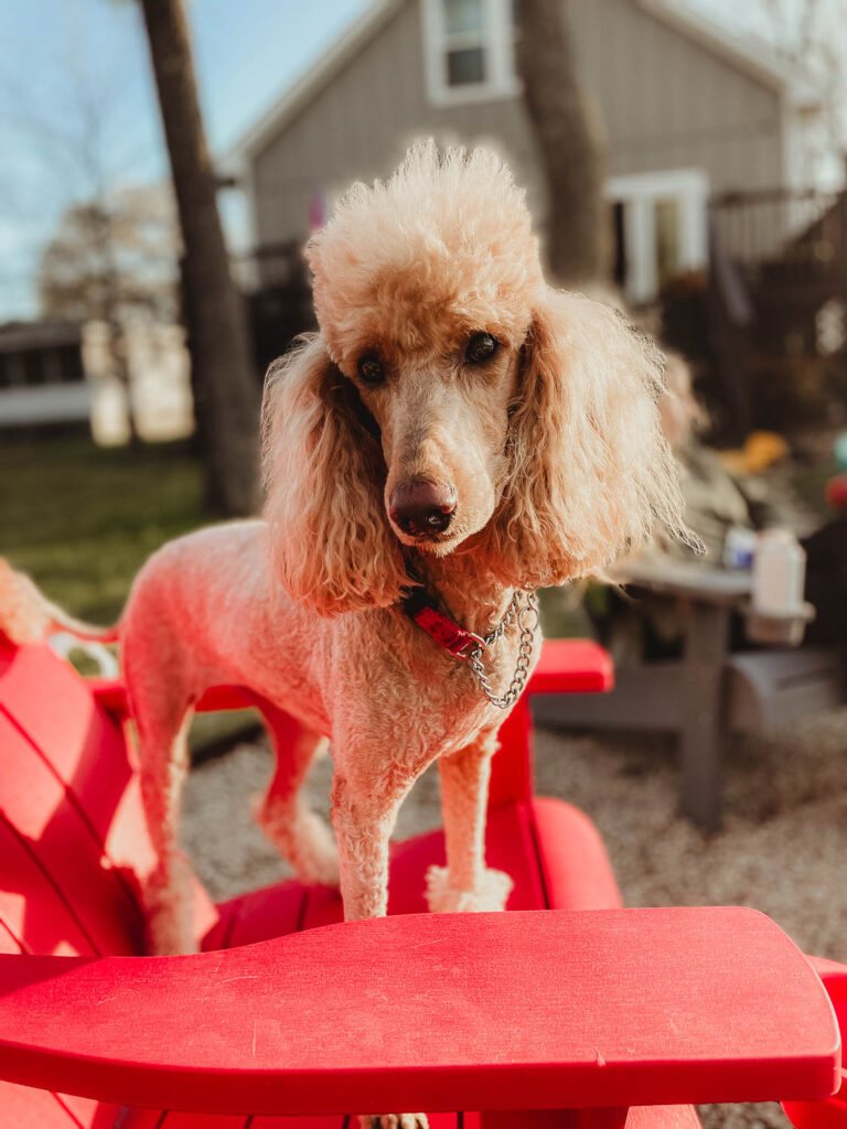 Poodle Tails intact