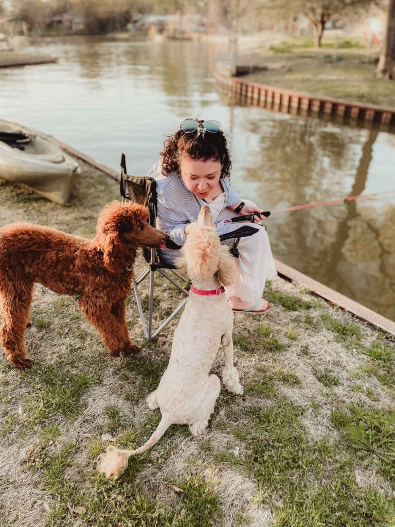 AKC Standard poodles with Desiree