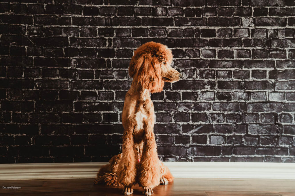 Roxie Moyen Poodle Parent