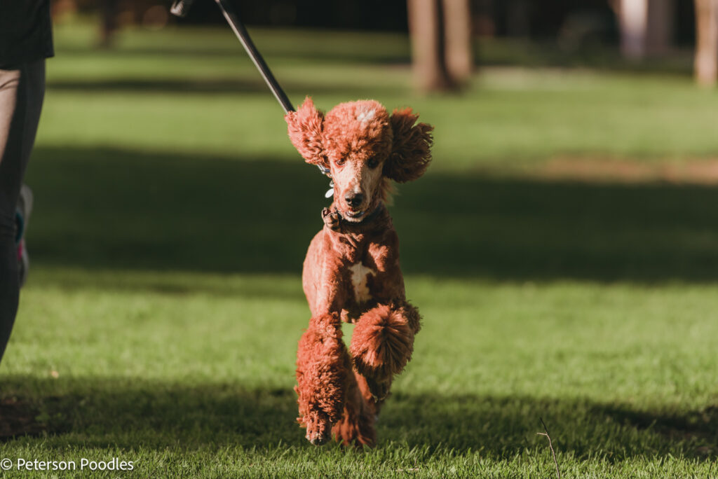 AKC Standard Poodles