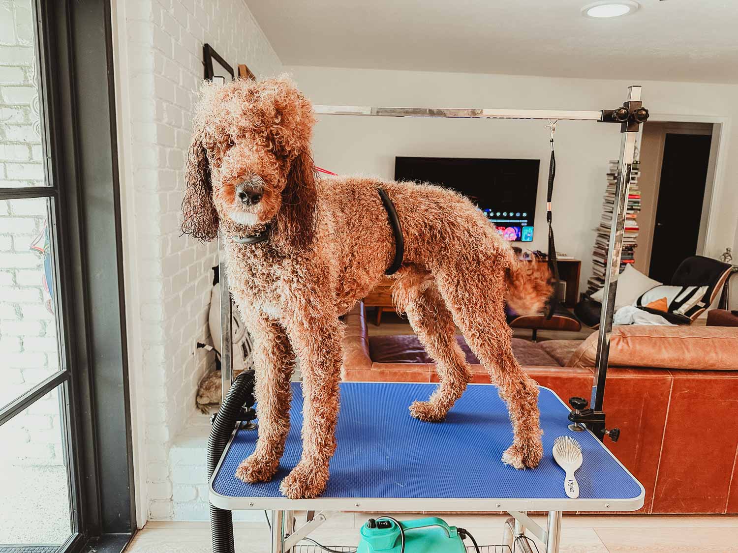 AKC Standard Poodle Health Testing