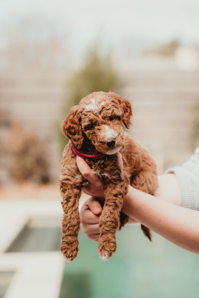 AKC Poodle Puppy