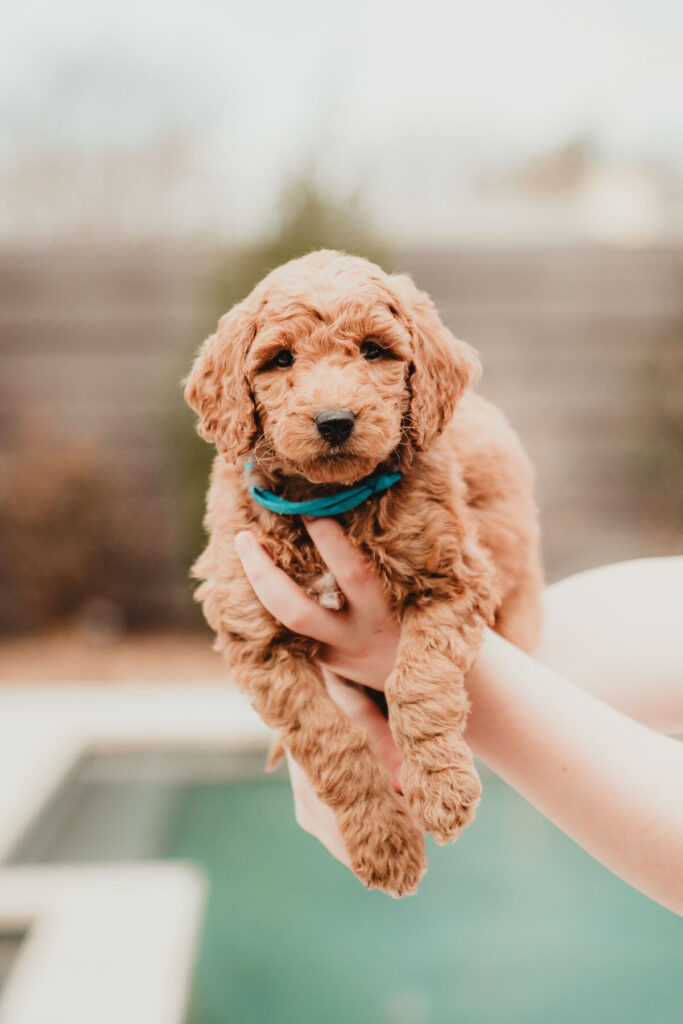 AKC Poodle Puppy