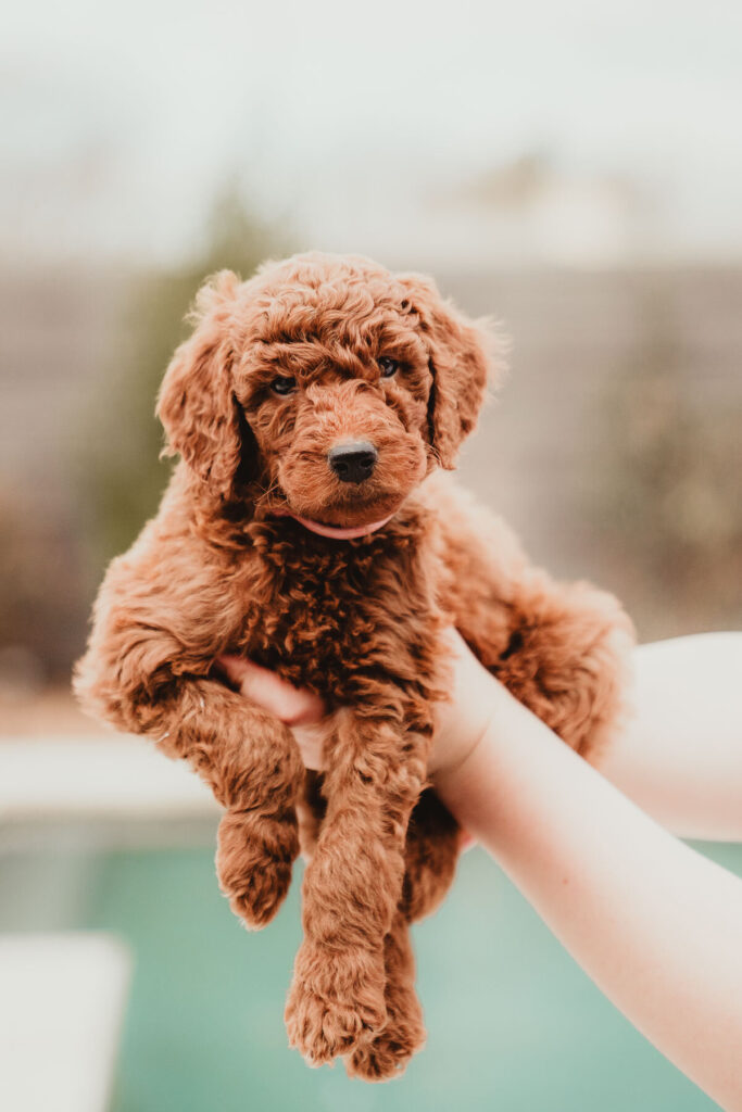 AKC Poodle Puppy