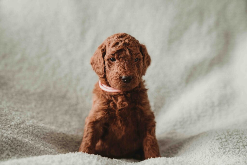 Red and Apricot Abstract poodle