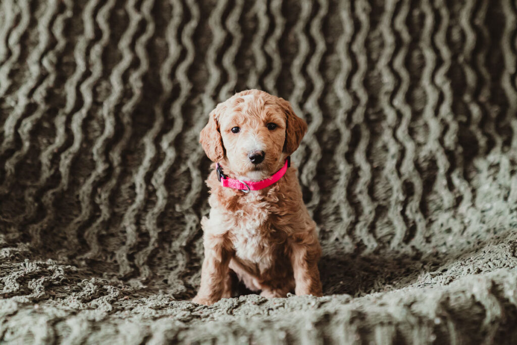 Red AKC standard poodle