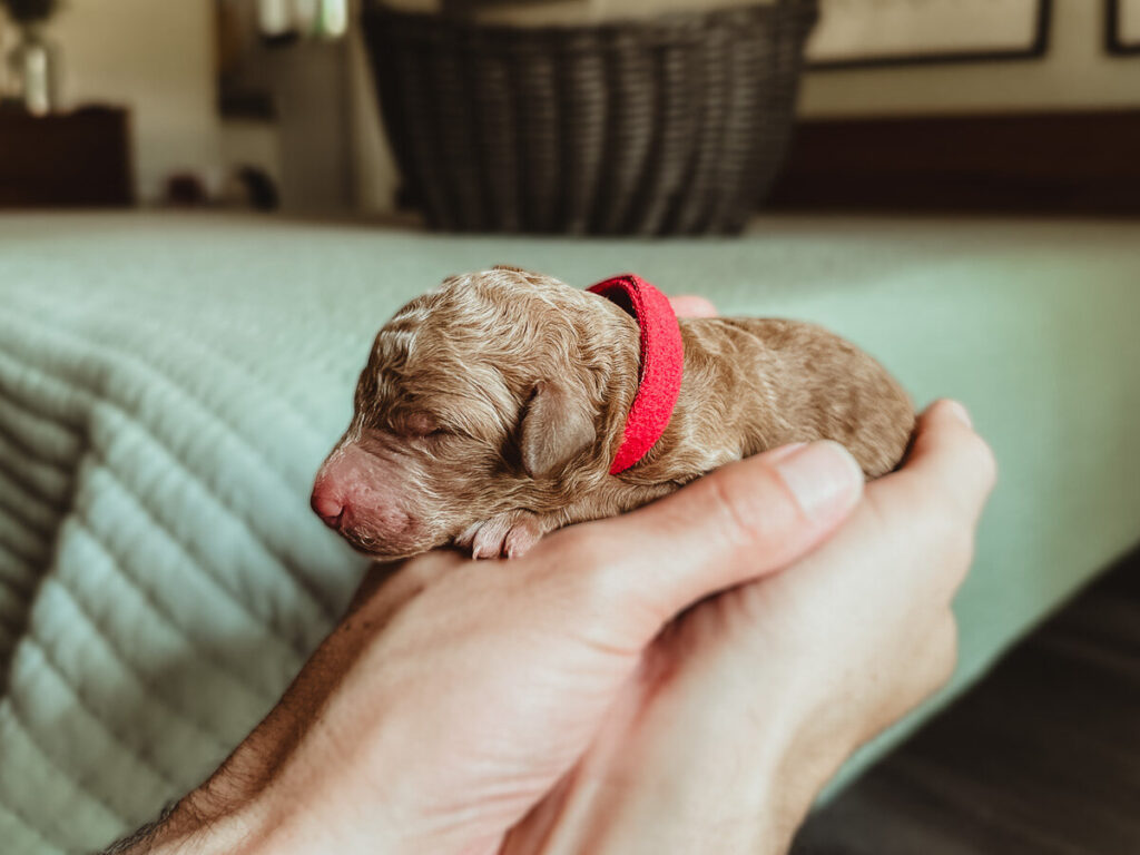 Red Apricot Poodle
