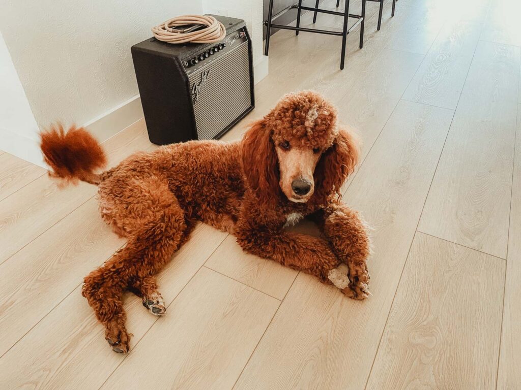 Poodle's Tails and Dewclaws Intact