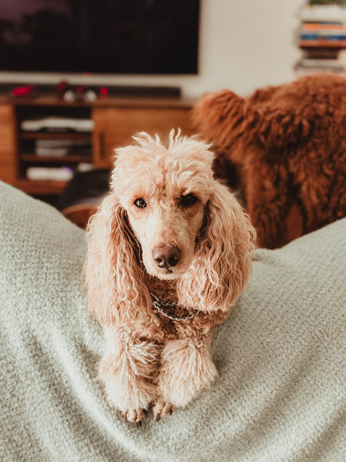 AKC Standard Poodle's Tails and Dewclaws Intact