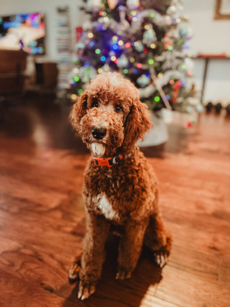 Poodle Dewclaws Intact